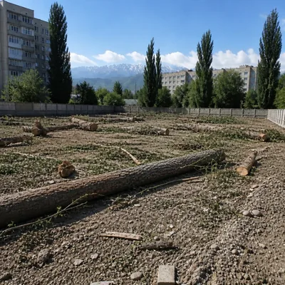 Спиленные аварийные деревья и ветки на пустыре