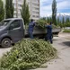 Фото от клиента: вывоз веток, деревьев и листвы