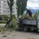 Фото от клиента: вывоз веток, деревьев и листвы