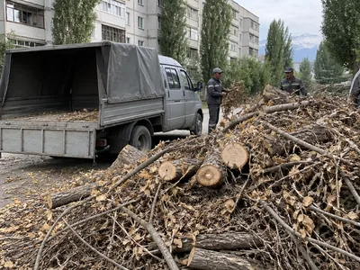 Ветки деревьев сложены для погрузки в кузов
