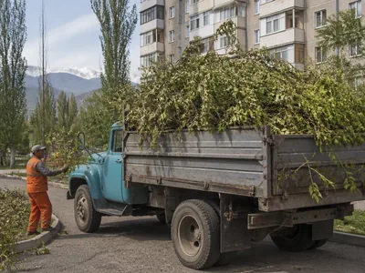 Ветки и листва в кузове ЗИЛа после обрезки