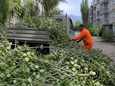 Вывоз веток после обрезки газелью в Алматы