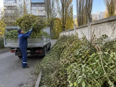 Вывоз кустарника и поросли с участка в Алматы