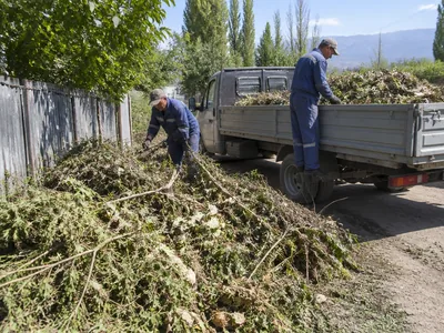 Вывоз веток с дачного участка в Алматы